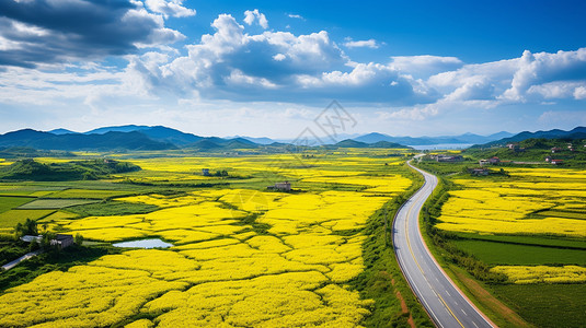 黄色稻田辽阔的油菜花田景观背景