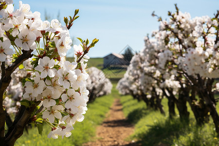 农田中美丽的樱桃花图片