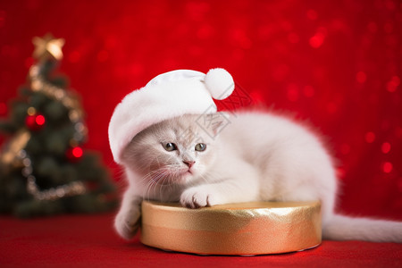 圣诞节可爱的小猫背景图片