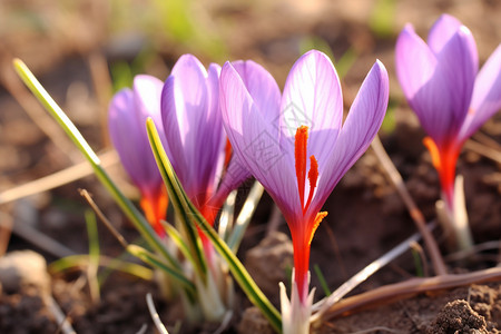 草地里紫色的花朵背景图片