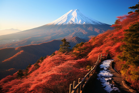 山上长满了红枫叶图片