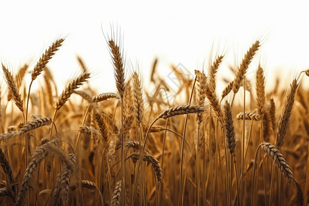 小麦粮食作物图片