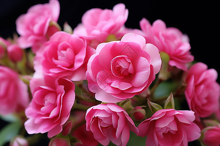 盛开的樱花玫瑰图片