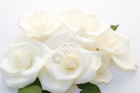 白色的玫瑰花瓣背景图片