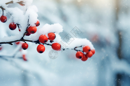 树枝上的冰雪图片