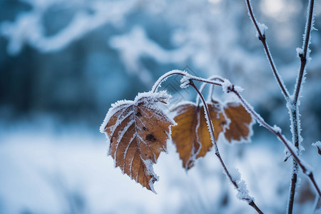 下雪天的叶子背景图片