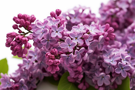紫丁香花瓣图片