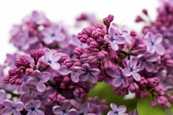 紫丁香植物图片