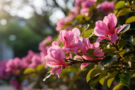桃金娘角夏季户外的桃金娘花朵背景