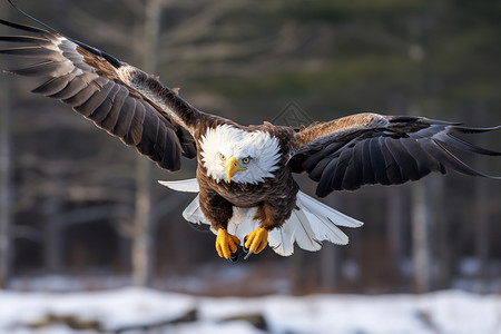 北海道的老鹰图片