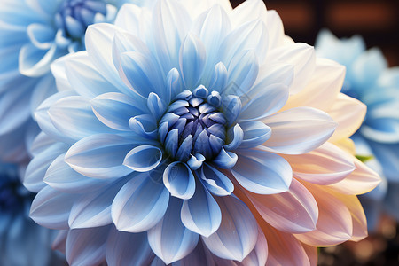 盛开的蓝色大丽花背景图片