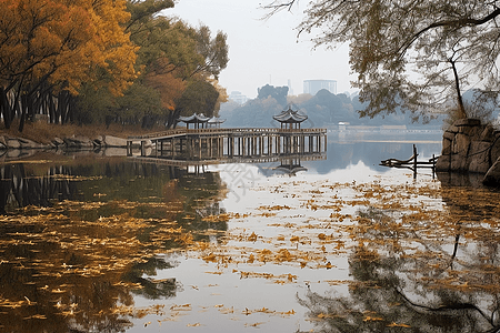 秋天城市公园湖泊的美丽景观图片