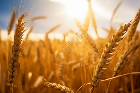 田野里的小麦穗图片