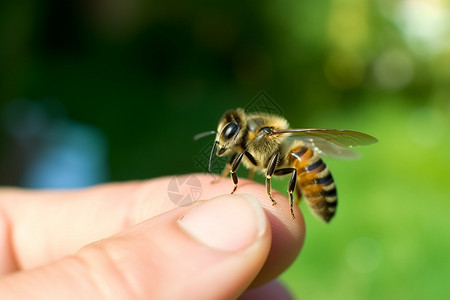 手指上的蜜蜂图片