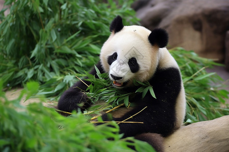 正在吃竹子的大熊猫图片