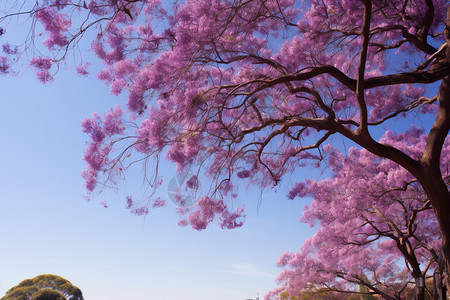 公园树上盛开的粉红色花朵图片
