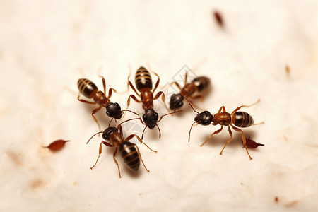 野生昆虫蚂蚁背景图片