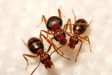 刺激过敏的蚂蚁背景图片