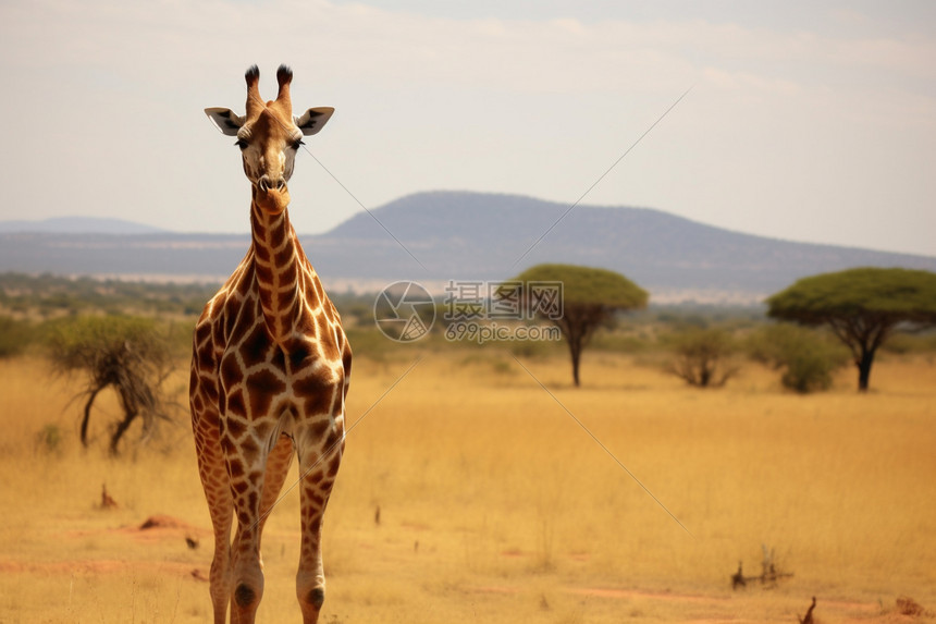 自然生态长颈鹿图片