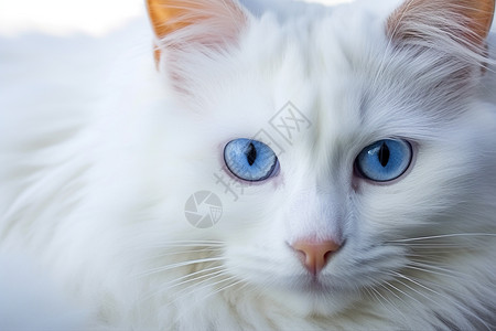 蓝眼睛的安哥拉猫图片