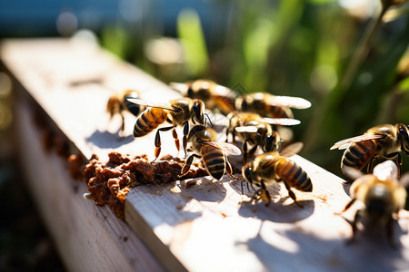 一群觅食的蜜蜂图片