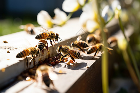 阳光下的蜜蜂图片