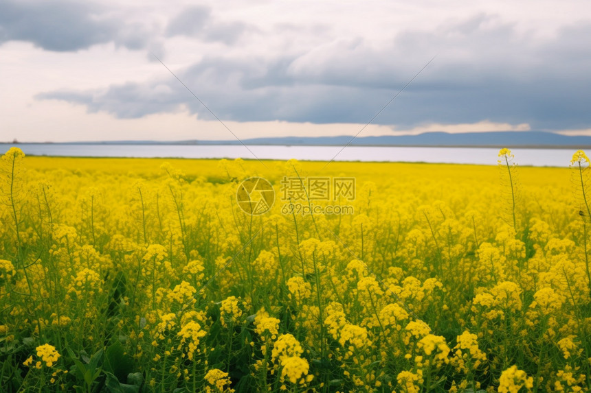 油菜花的季节图片