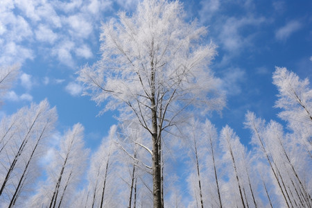 森林中雪花覆盖的云杉树图片