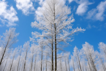 下雪天白雪皑皑的云杉树图片