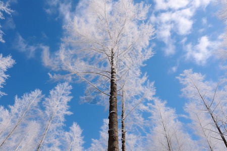 冬天白雪皑皑的云杉树图片