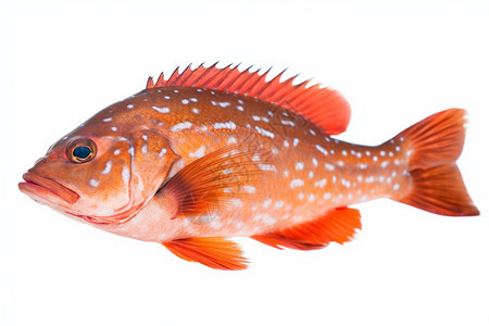 白色背景上的红色石斑鱼图片
