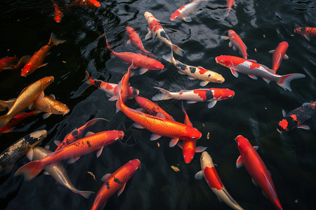 公园池塘中的红鲤鱼图片