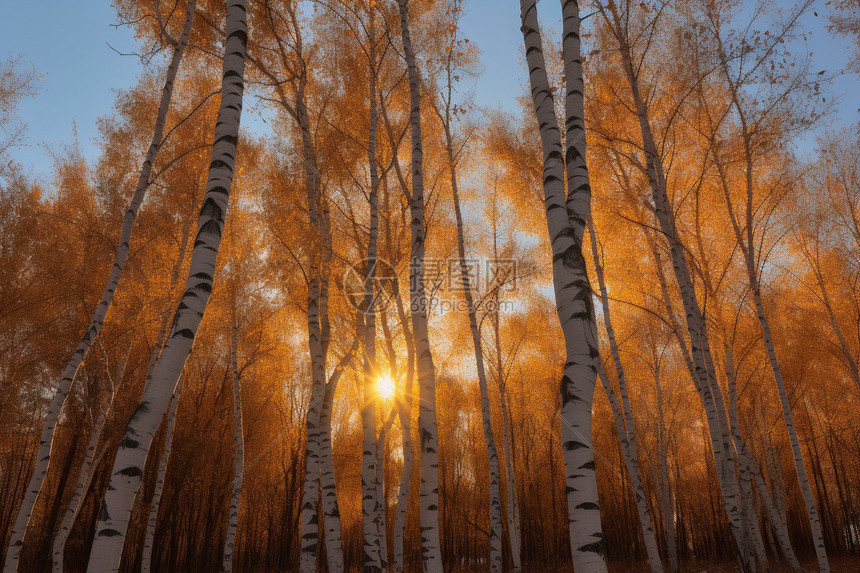 日落的白桦林图片