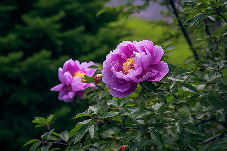 户外美丽的花朵图片