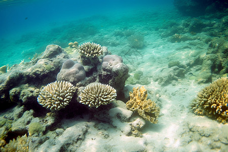 多样性的海底珊瑚背景图片