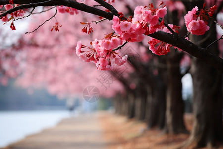 河边盛开的樱花图片