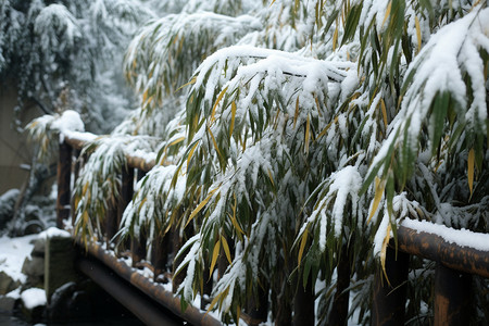 植物的积雪图片