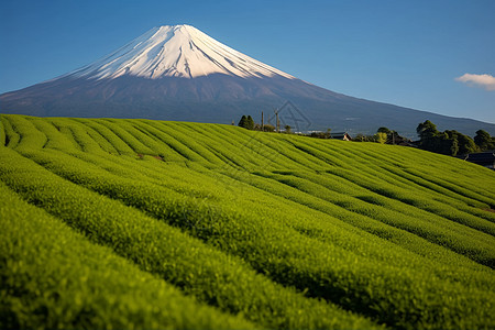 日本环境绿色的农作物背景