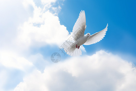 飞在蓝天下的白鸽高清图片