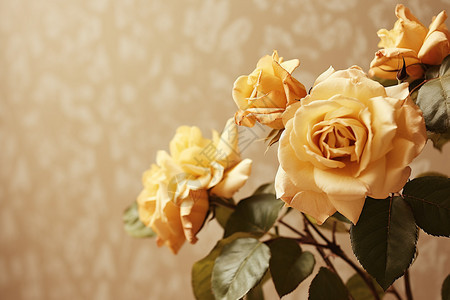 黄色背景前的玫瑰花图片