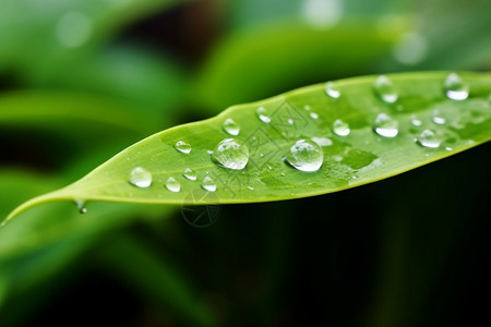 植物上的露水图片