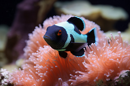 珊瑚丛里的小丑鱼图片