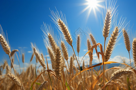 天空下饱满的小麦穗图片