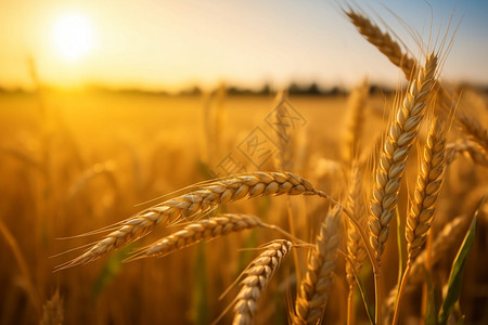 小麦丰收成熟的麦穗背景