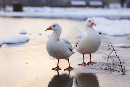 雪后冰面上的二只鹅背景图片