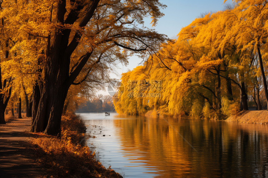 秋天湖边发黄的树叶图片