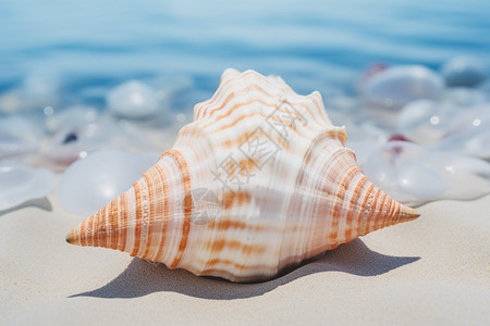 海滩上的自然海螺图片