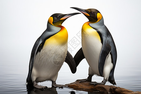两只可爱企鹅南极的企鹅背景