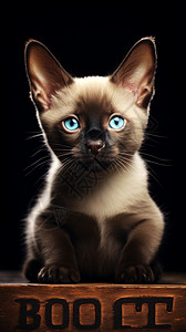 暹罗猫幼崽图片