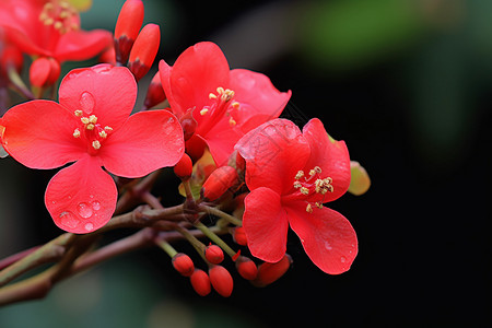 花园中盛开的红色花朵图片